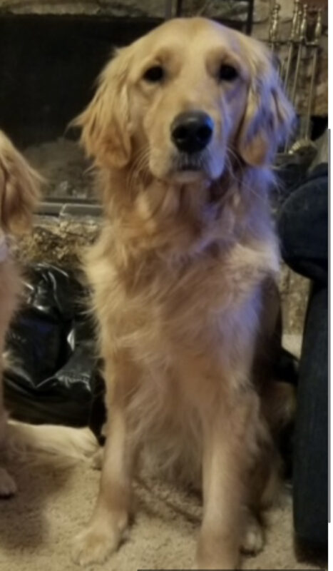 Riggs is sitting staring at the camera. He is sitting on a fleece in front of the fire place in his foster care home.