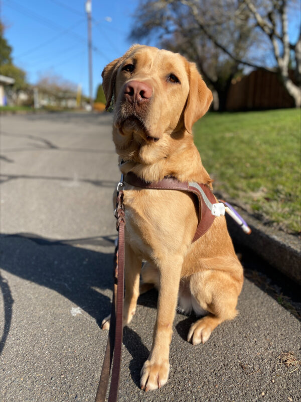 Wolverine is sitting on the pavement wearing his harness looking at the camera.