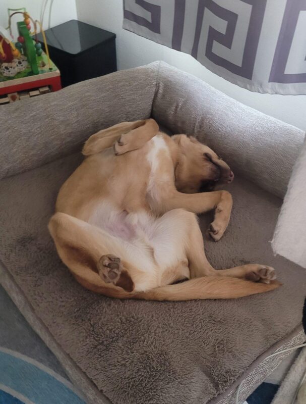 Wolverine is sleeping upside down on a dog bed with his legs spread and belly showing.