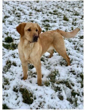 Chloe standing in the grass which is mostly covered in snow