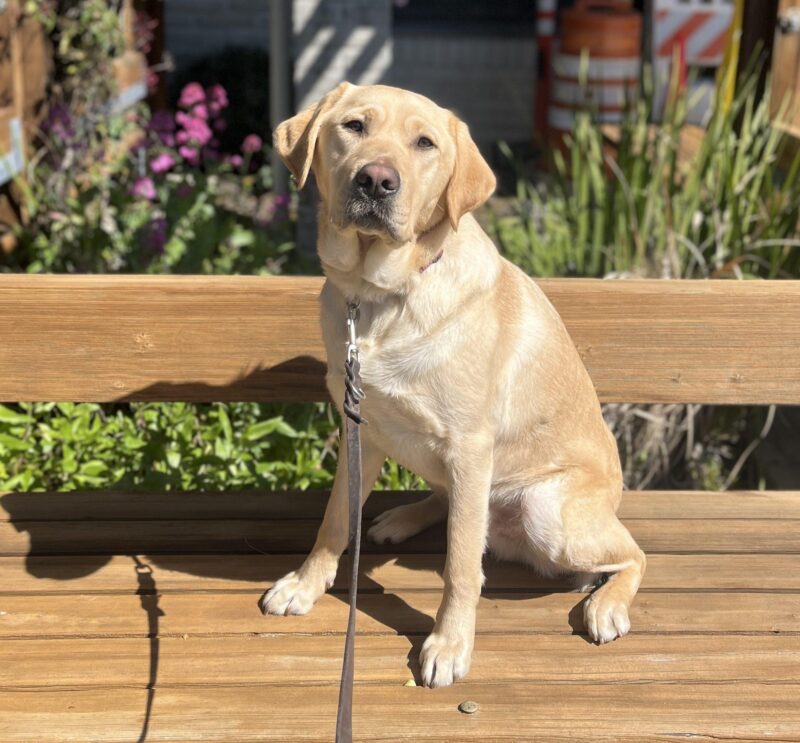 Soren is shown sitting on a bench on a bright, sunny day, with plants peeking out behind him.