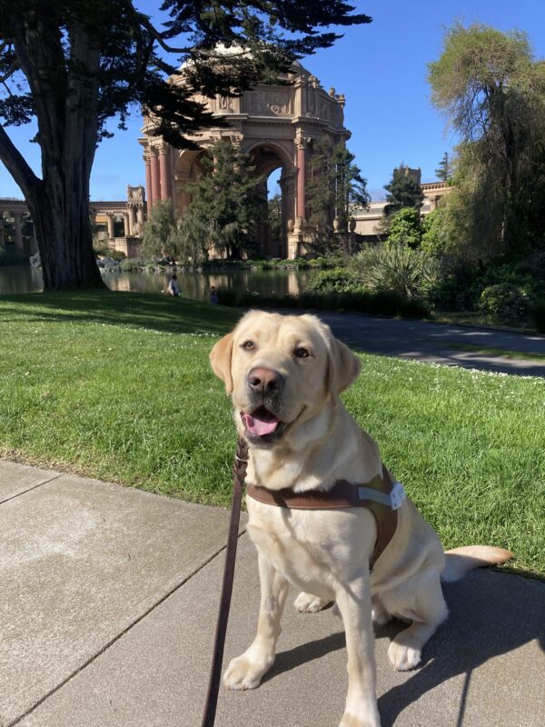 Penrose is sitting looking at the camera with a smile on his face. He is wearing a GDB harness. In the background is a bright green lawn with a pond and the dome of the Palace of Fine Arts.
