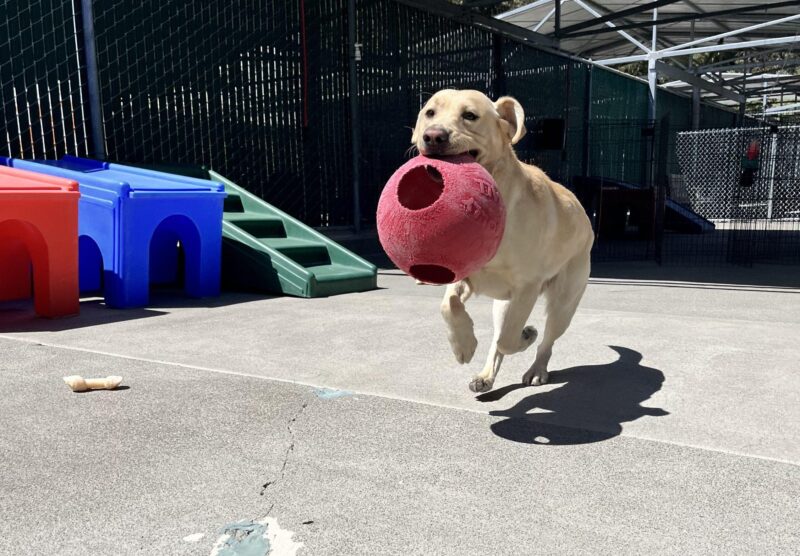 Penrose is running towards the camera with a red jolly ball in his mouth. He is in a fenced community run area with large colorful play structures off to the side.
