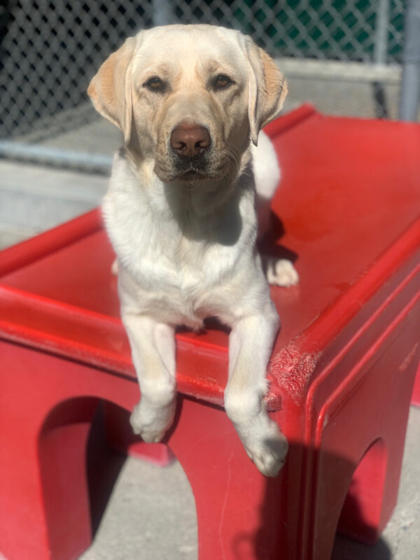 Female yellow lab Parrot is laying on a red play structure with her front paws hanging over the edge. She is looking straight into the camera, the sun is shining on her.