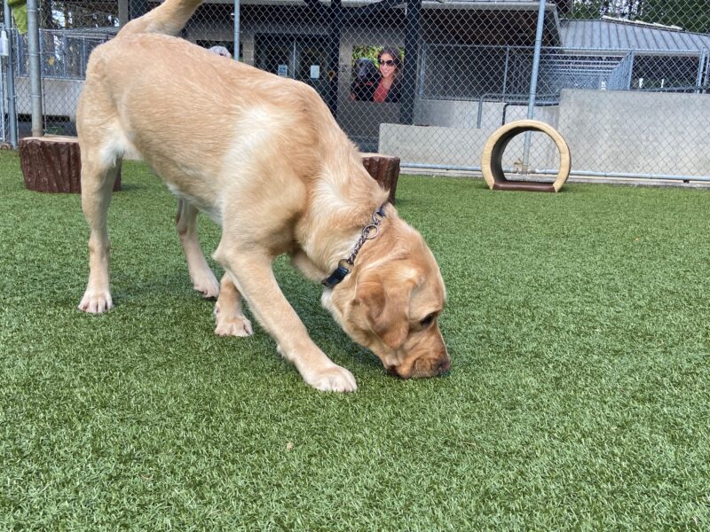 Close up of Veritas sniffing the turf grass in the free run paddock.