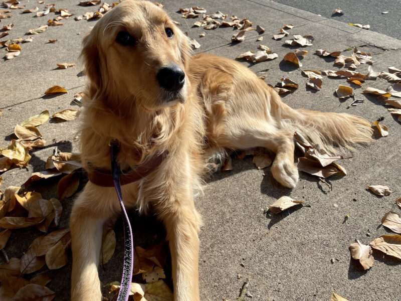 Riggs laying in harness on the concrete surrounded by fall leaves that are the same color as his golden coat.
