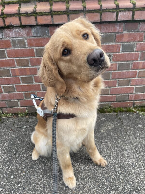 Dandelion (a long-coated Golden Retriever/Labrador Retriever cross) sits and looks towards the camera with her head cocked to one side. She is wearing a guide dog harness and sitting in front of a brick wall.