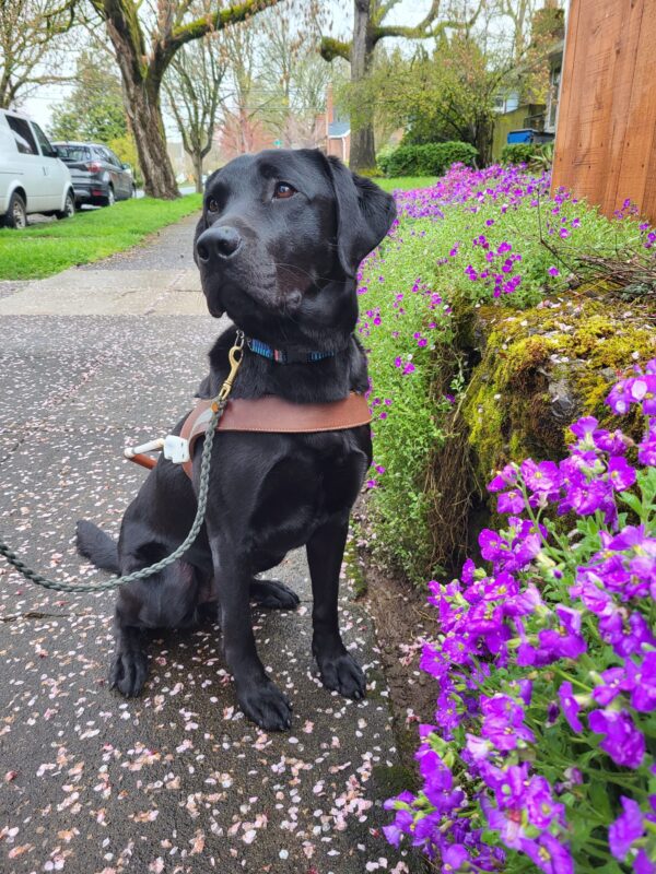 Abby (a small black Labrador Retriever) sits on a sidewalk next purple flowers draping over a stone wall while wearing her harness.