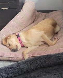 Annika crashed out on a pink dog bed after a good day of training!