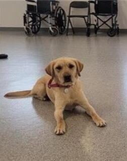Yellow lab Annika in a down position in the training room.