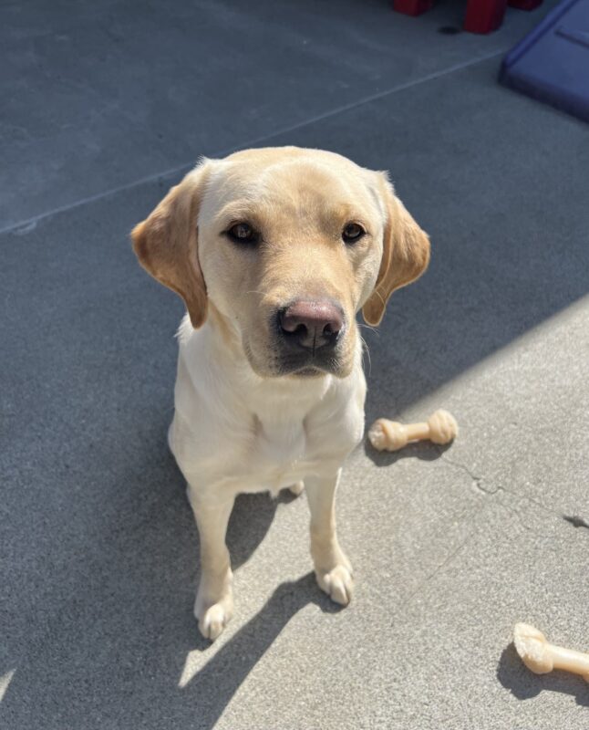 Apricot is sitting looking at the camera in community run. Surrounding her are some Nylabones.