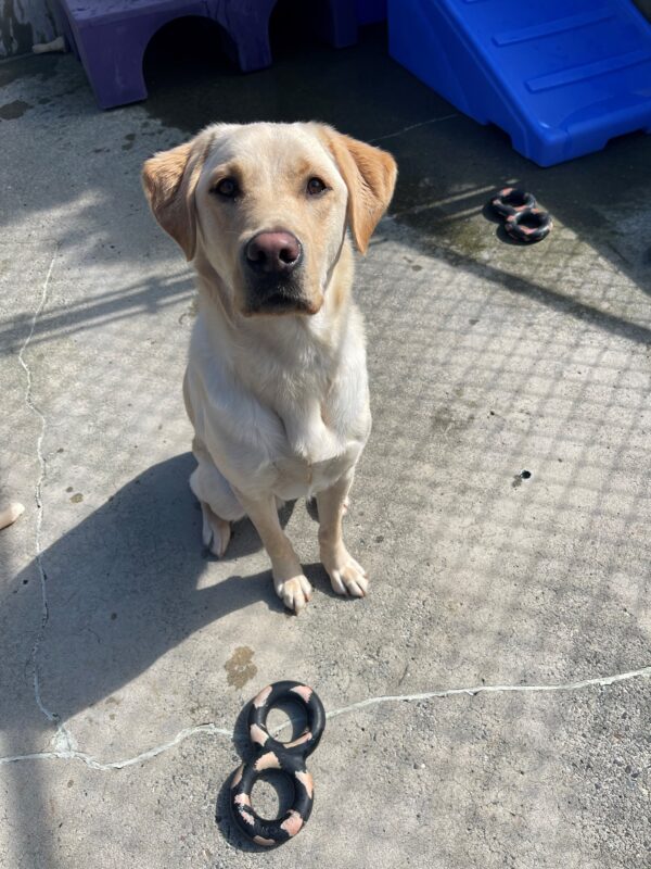 Avatar is sitting in community run with some tug toys around him.