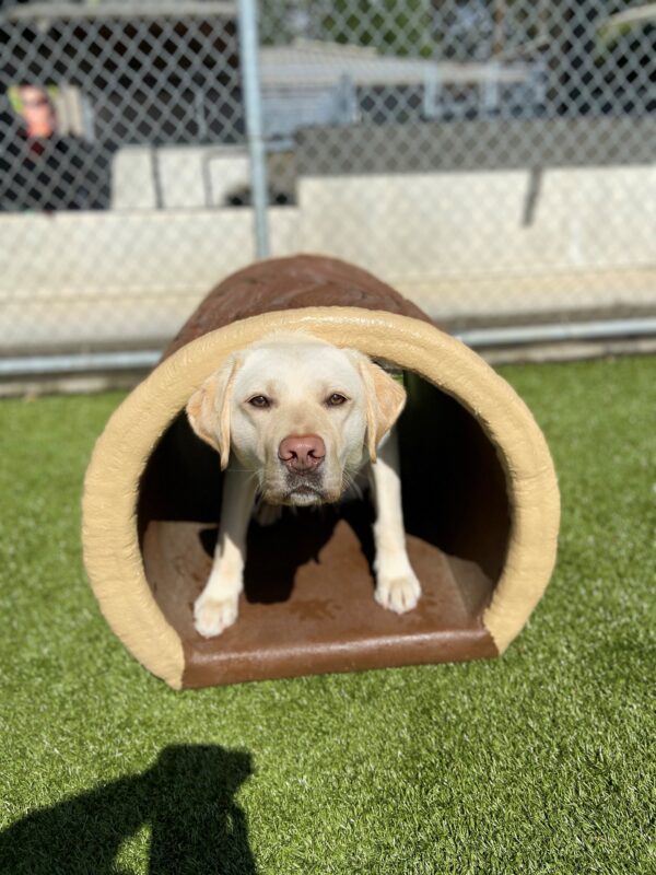 Babs peeks out from inside a toy tunnel that is located in one of the free run areas. She is crouched and staring intently at the camera.