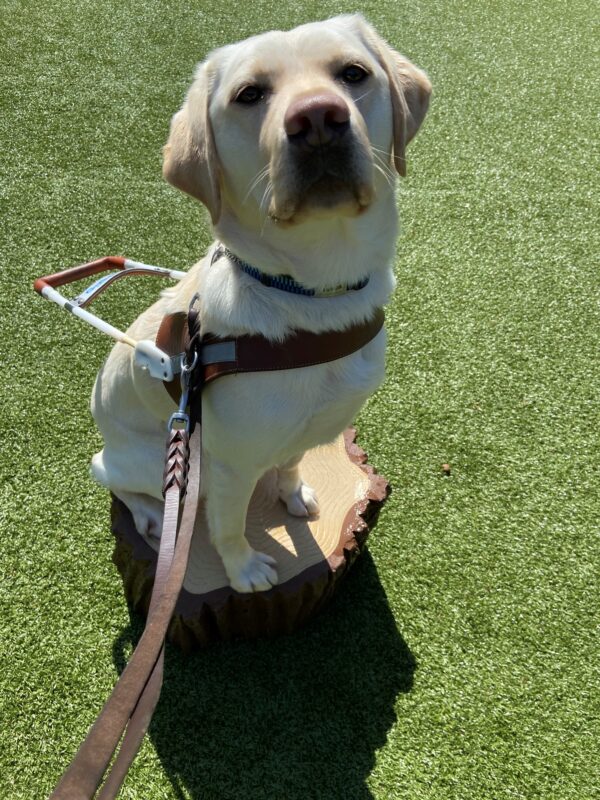 Babs sits on a log structure in one of the free run areas. She is wearing her harness and looking up focused on her handler.