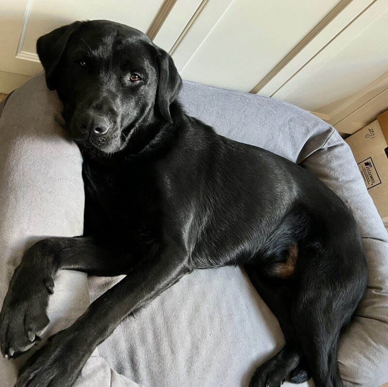 (Black Lab) lounges comfortably on a plush grey bed while looking at the camera.