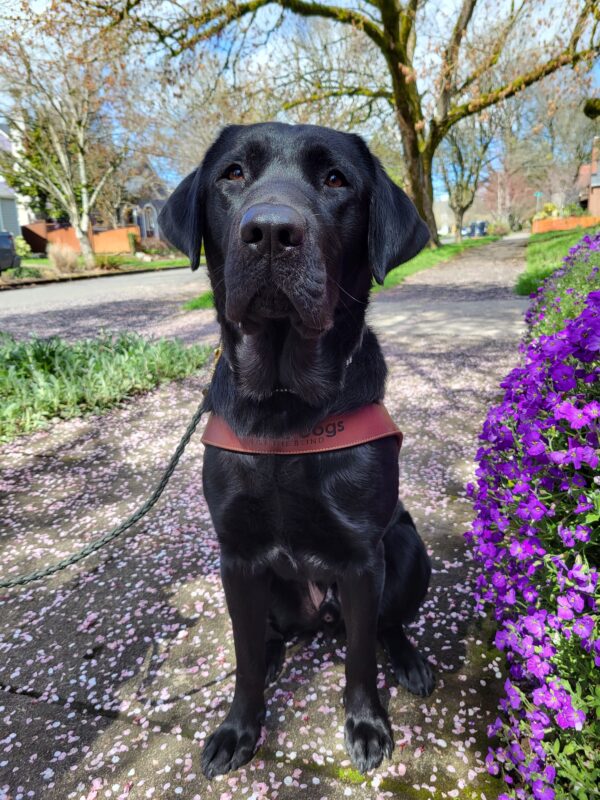 (Black Lab) sits on the concrete sidewalk next to a retaining wall covered in vibrant spring purple flowers. He is wearing his harness and looking towards the camera.