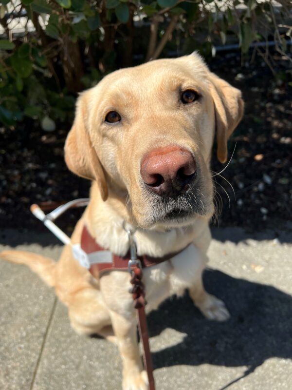Bjorn is sitting in front of a green tree while wearing his harness. He is looking up, into the camera.