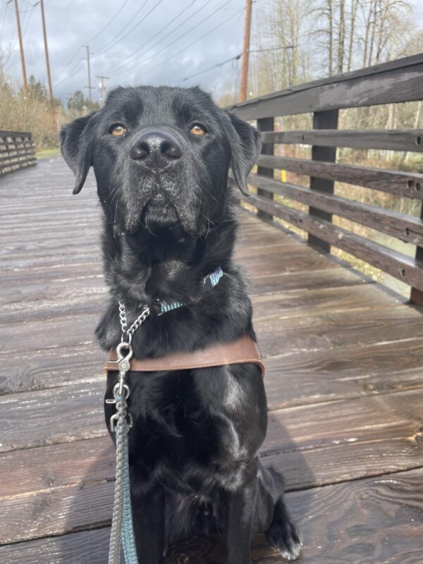 Bowser is sitting on a wooden bridge. He is in harness looking regally at the camera.