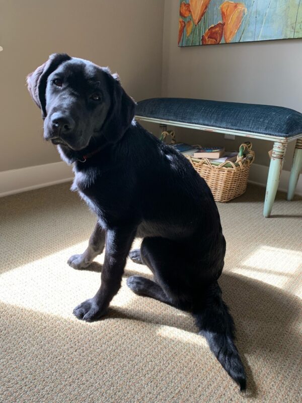 Buffy sitting on the floor in her foster home, there is sun shining through the window.