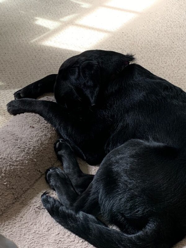 Buffy snoozing on her dog bed with her nose tucked between her paws.