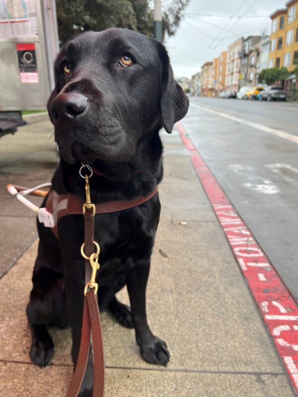 Cello is sitting on a sidewalk in San Francisco while wearing her harness. She is looking into the camera.