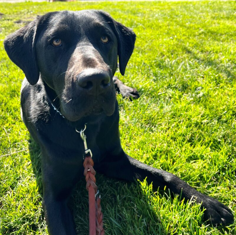 Cello is laying down in green grass and looking up into the camera.