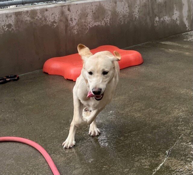 Champion runs towards the camera, his tongue is out and his ears are flying in the wind. He is in community run, a red bone shaped bed in the background.