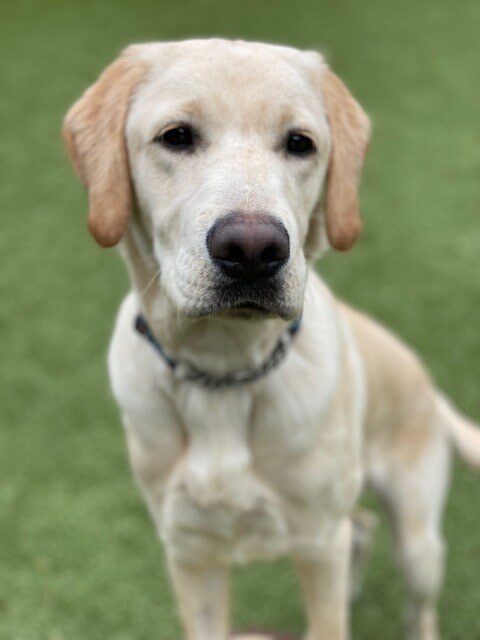 Close up of Champion looking at the camera, ears up and looking cute. There is green turf in the background