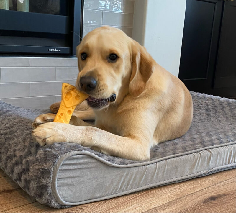 Dempsey (a Yellow Labrador Cross) lays comfortably on a plush grey dog bed happily chewing a yellow nylabone held between his paws.