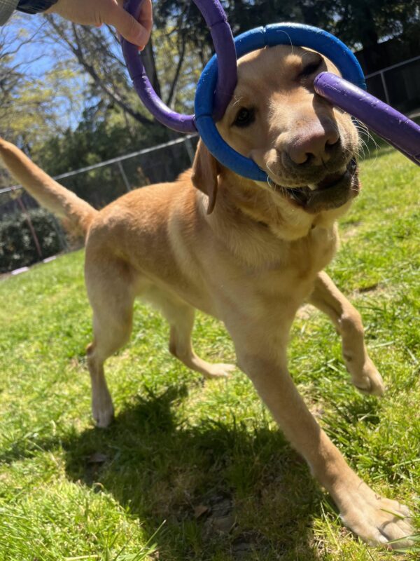 Dojo is pictured playing in our grass paddock area. He is engaging in a good game of tug with our three ring tug toy.