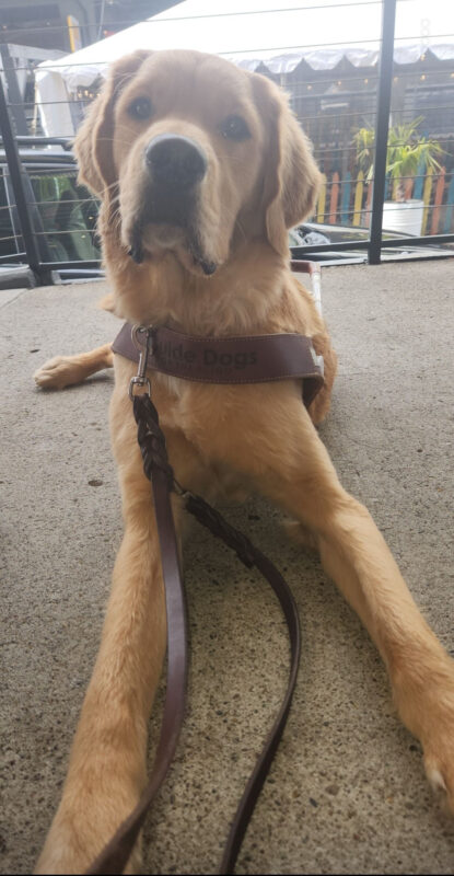 Domino is lying down, in harness, on a concrete landing in Downtown Portland. He is facing the camera with an inquisitive look on his face. Behind him is a patio tent for an outdoor cafe.