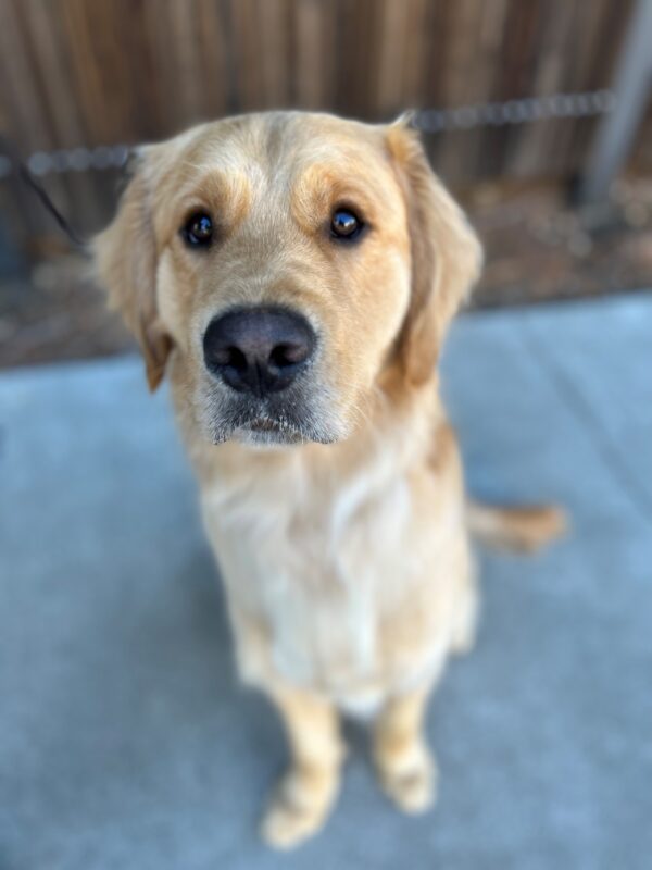 Donut sits in front of a fence looking up at the camera