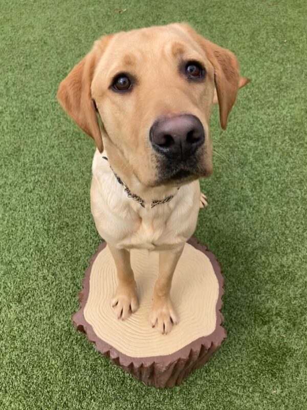 Einstein standing in the grass with his front feet up on a plastic log. He stares adoringly just past the camera, with his ears perked up.
