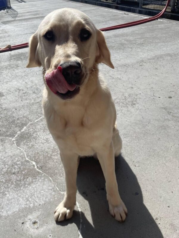 Yellow Labrador Golden Retriever cross, Foxtrot, sits in community run. She is looking at the camera with her ears relaxed back and tongue out, licking her nose. There are some colorful play structures behind her.