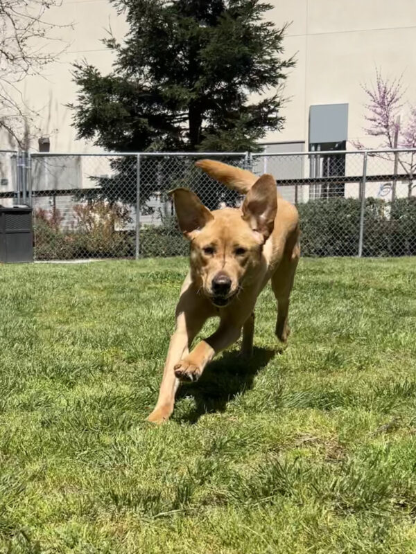 Yellow lab Lucian is playing in an enclosed grass yard. His ears are flapping in the air as he runs towards the camera.