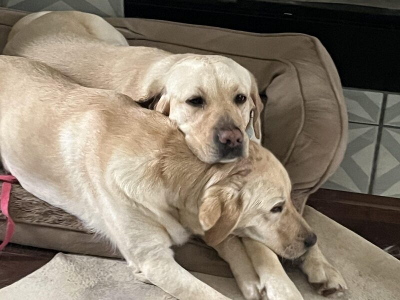 Gabby shares a bed with another yellow Lab named Willow, lying with their heads touching.