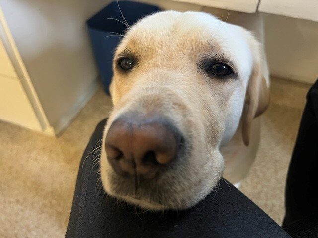 Close up of yellow Lab Gadget resting her head on a trainer's leg