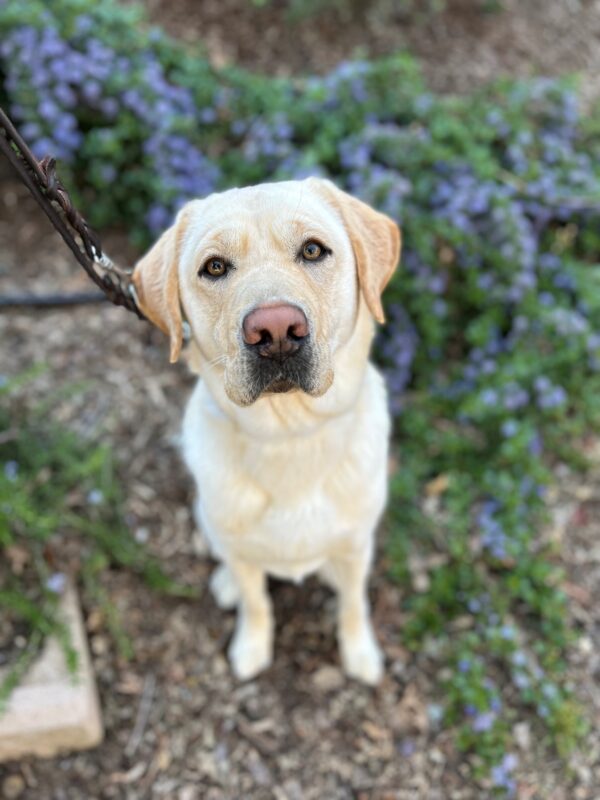 Gibson sits looking at the camera with purple flowers in the background