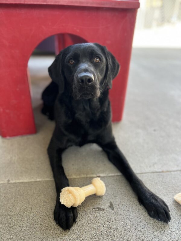 Glitz is looking at the camera. She is laying under a play structure in community run. On one of her front legs rests a Nylabone.