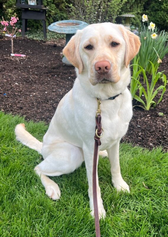 Goodall is pictured in a sit-stay outside, with a few daffodils and pink spring flowers in the background