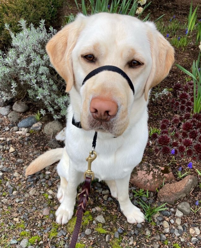 A close-up of Goodall, wearing her gentle leader, while out on a walk with various plants in the background.