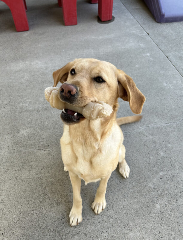 Grateful sits looking towards the camera with a bone in her mouth