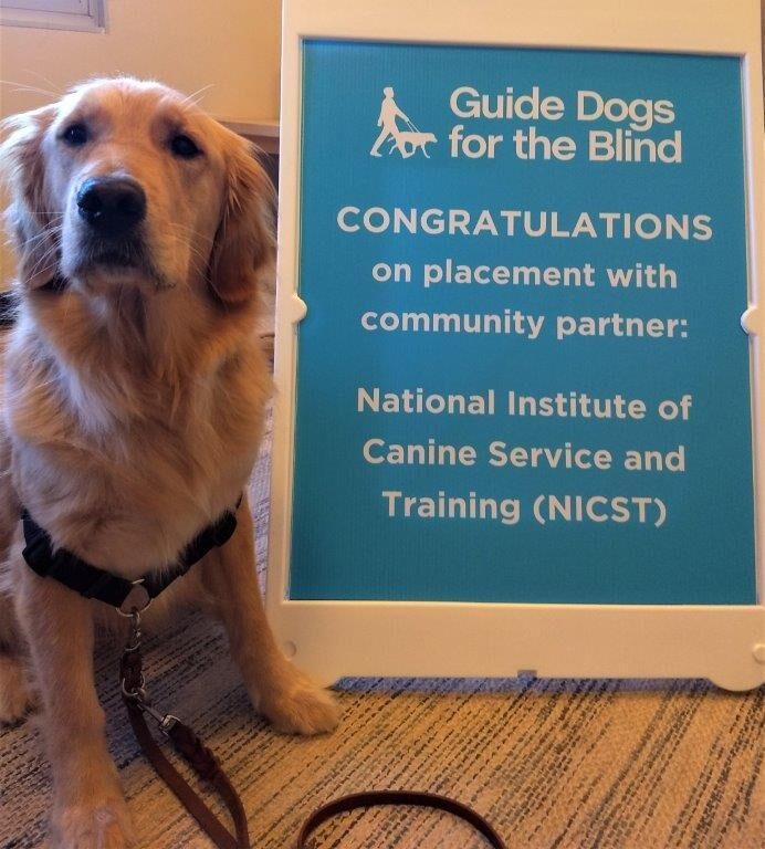 Yellow Labrador/Golden Retriever cross Hermione is pictured sitting and looking up at the camera next to a sign congratulating her acceptance into the NICST program.