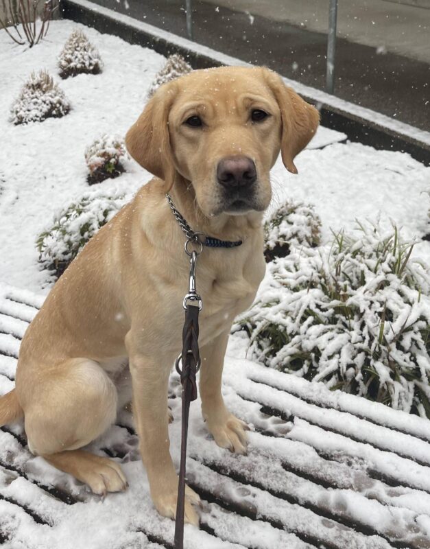 Horizon is sitting on a snow covered bench looking up at the camera.