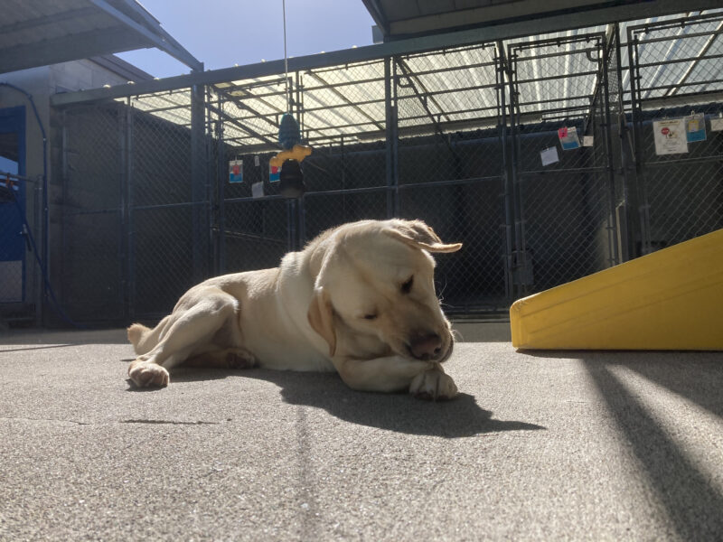 Moby lays down in the community run area excitedly chewing on a bone with his ear flapping from him moving his head.