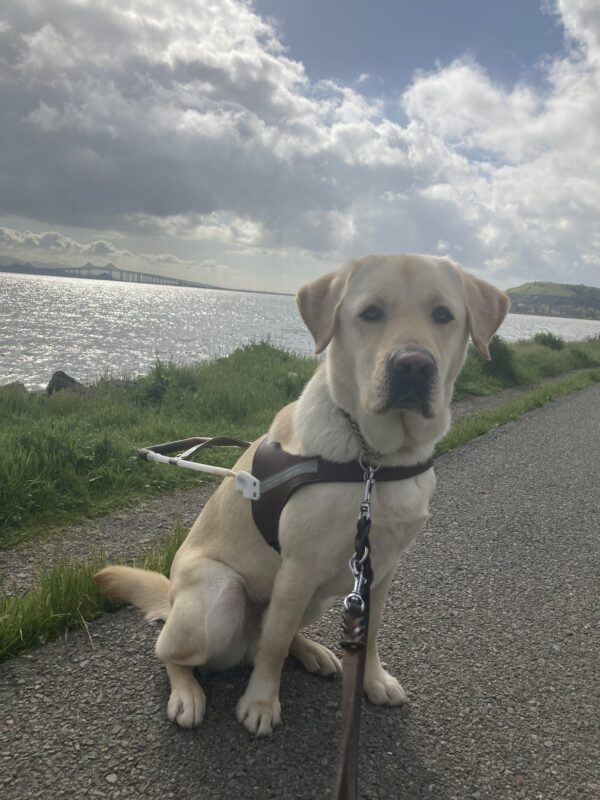 Moby is sitting in harness on a paved trail with some water and a bridge in the background.