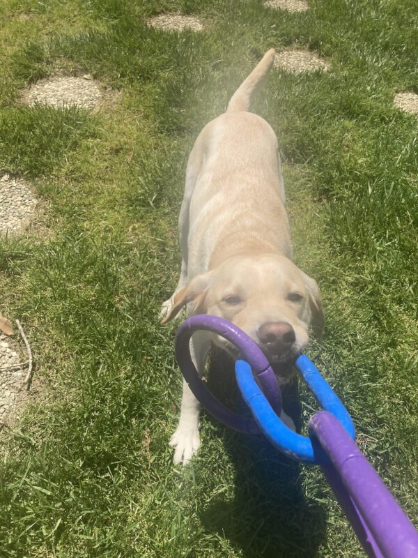 Andale is playing tug with a 3-ring rubber toy in an enclosed grass area.