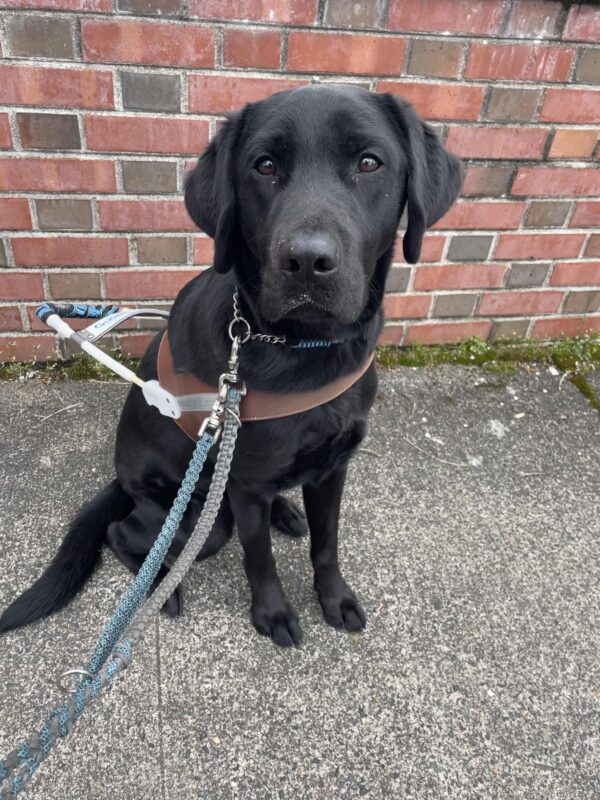 Houston (a black Labrador Retriever) sits and looks towards the camera. He is wearing a guide dog harness and sitting in front of a brick wall.