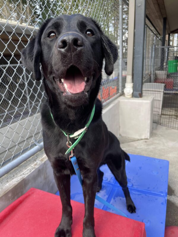 Houston playing in community run on the Oregon campus. He is standing on top of some colorful play equipment and looking happily toward the camera with his mouth open. He is wearing a lime green collar with a blue leash attached.