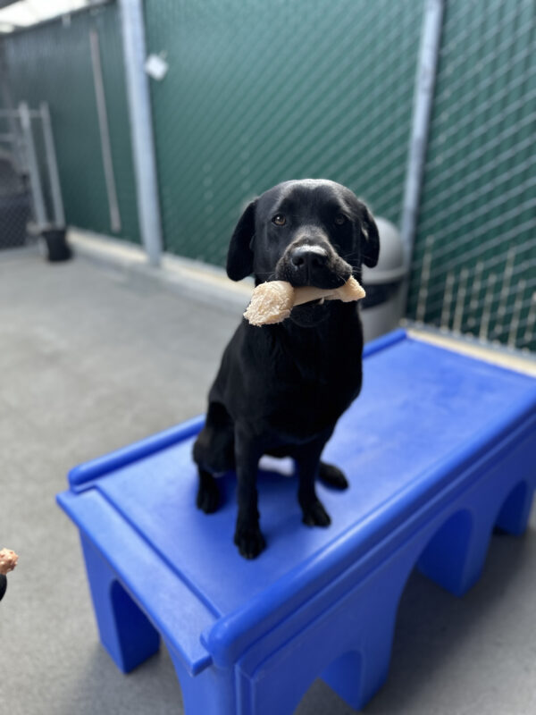 Natalia sitting on a blue play structure with a bone in her mouth.